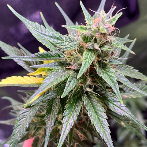 Arjan's Haze #3 growlog timeline photo