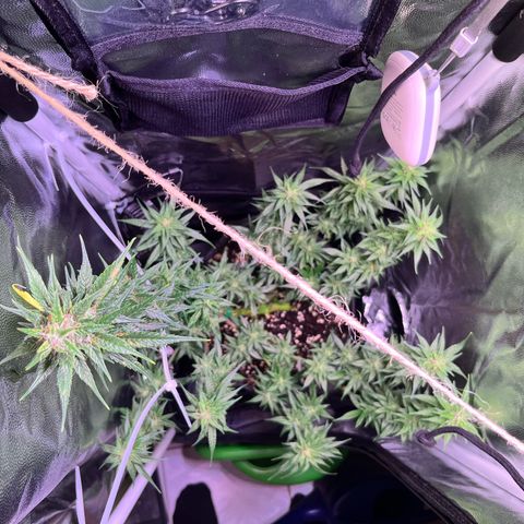Arjan's Haze #3 growlog timeline photo