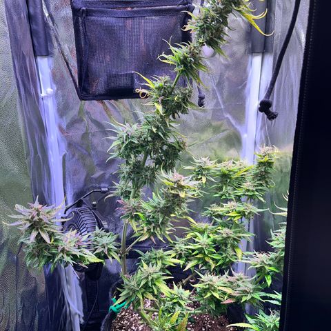 Arjan's Haze #3 growlog timeline photo