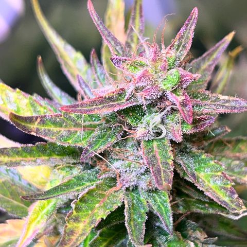 Arjan's Haze #3 growlog timeline photo