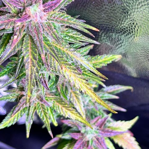 Arjan's Haze #3 growlog timeline photo