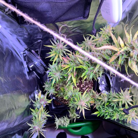 Arjan's Haze #3 growlog timeline photo