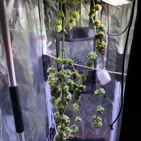 Arjan's Haze #3 growlog timeline photo