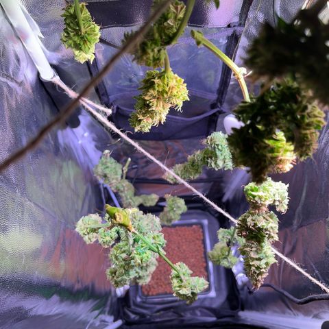 Arjan's Haze #3 growlog timeline photo
