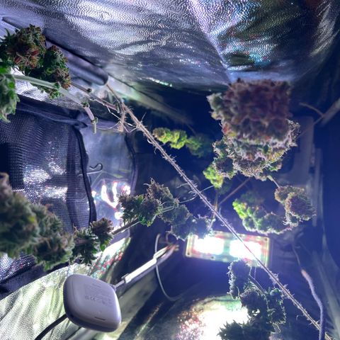 Arjan's Haze #3 growlog timeline photo