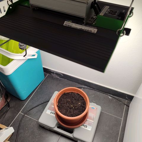 Mary Jane growlog timeline photo