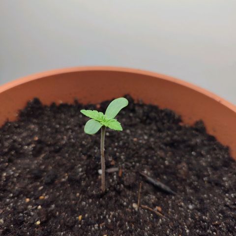 Mary Jane growlog timeline photo