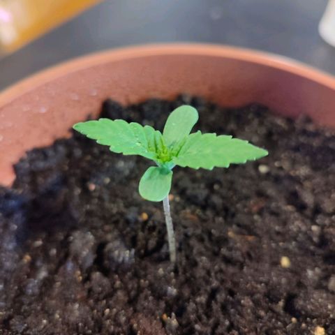 Mary Jane growlog timeline photo