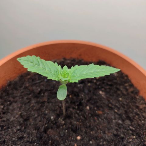 Mary Jane growlog timeline photo