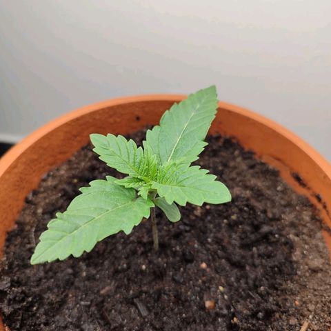 Mary Jane growlog timeline photo
