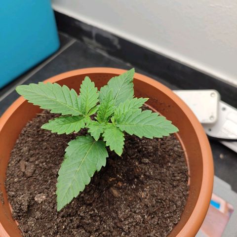 Mary Jane growlog timeline photo