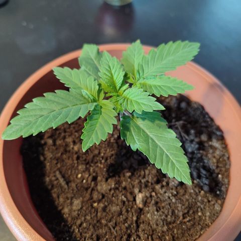 Mary Jane growlog timeline photo