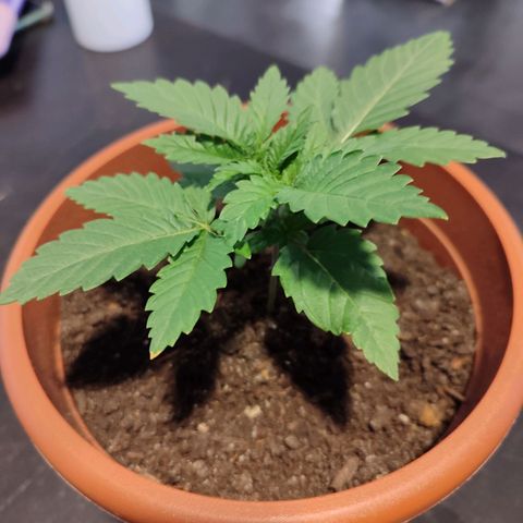 Mary Jane growlog photo: Tag des Umtopfens