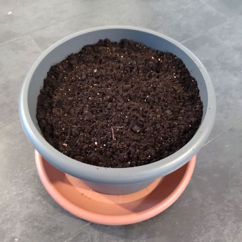 Mary Jane growlog photo: Tag des Umtopfens