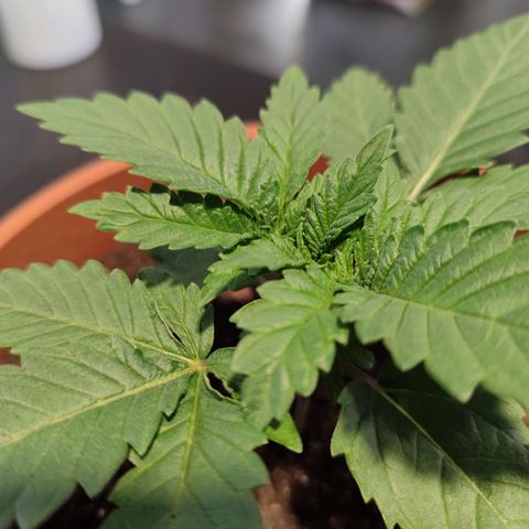 Mary Jane growlog timeline photo