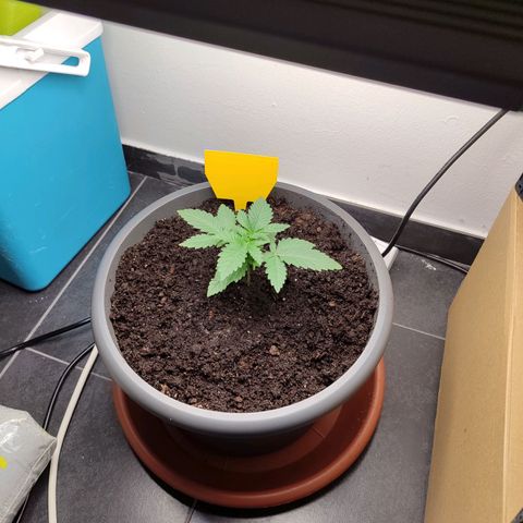 Mary Jane growlog timeline photo