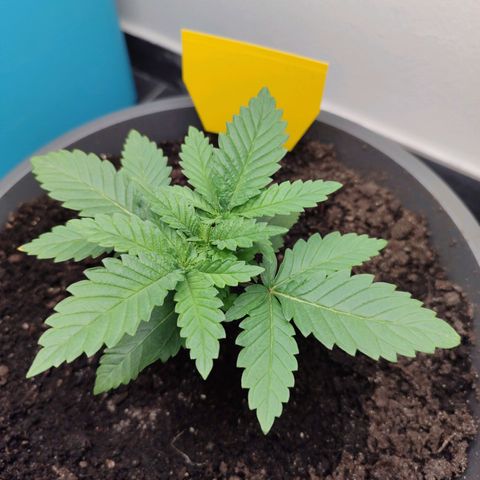 Mary Jane growlog timeline photo