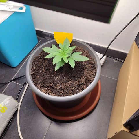 Mary Jane growlog timeline photo