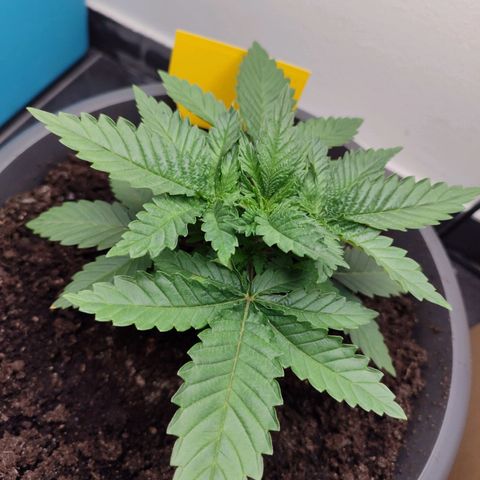 Mary Jane growlog timeline photo