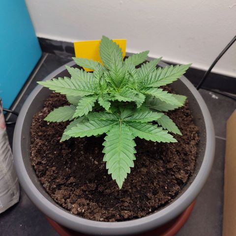 Mary Jane growlog timeline photo