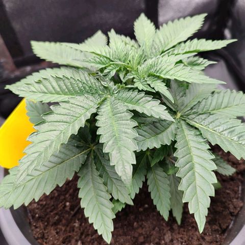 Mary Jane growlog timeline photo