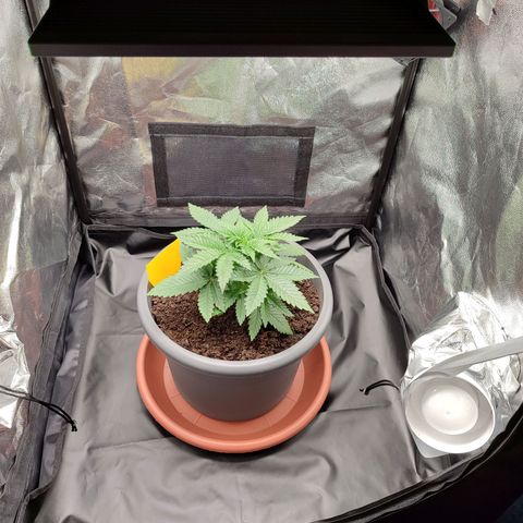 Mary Jane growlog timeline photo