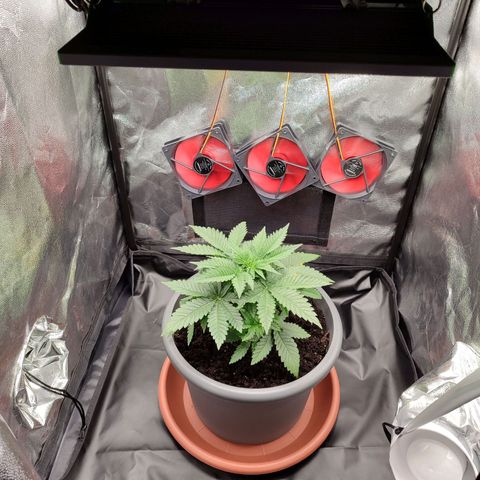 Mary Jane growlog photo: Lüftung optimiert