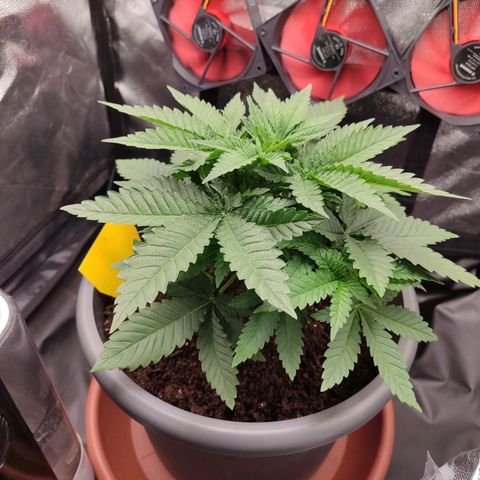 Mary Jane growlog timeline photo