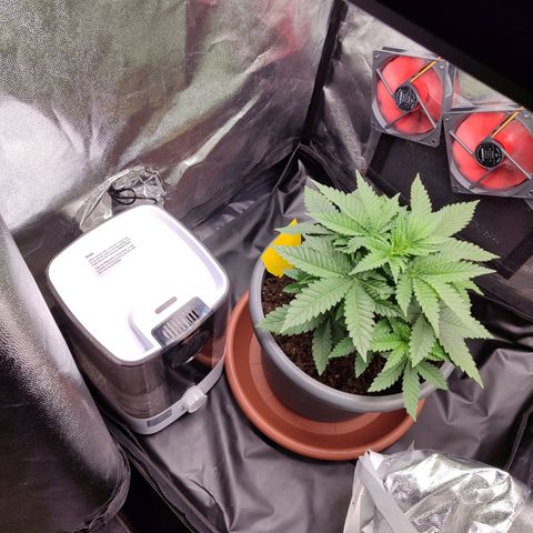 Mary Jane growlog timeline photo