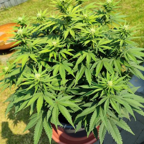Mary Jane growlog timeline photo