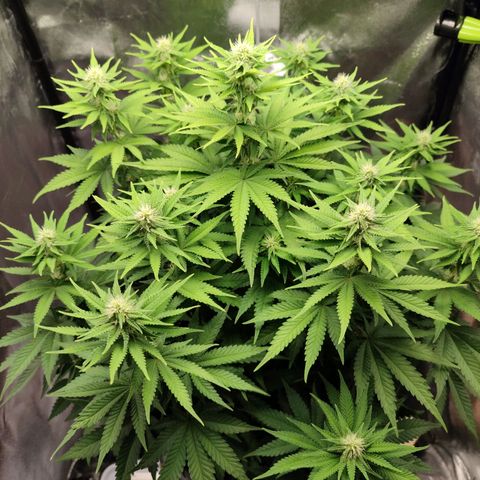 Mary Jane growlog timeline photo