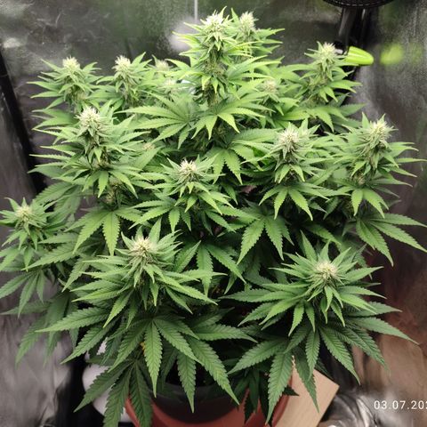 Mary Jane growlog timeline photo