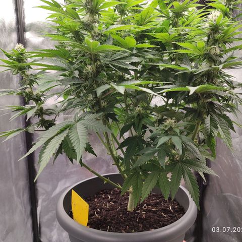 Mary Jane growlog timeline photo