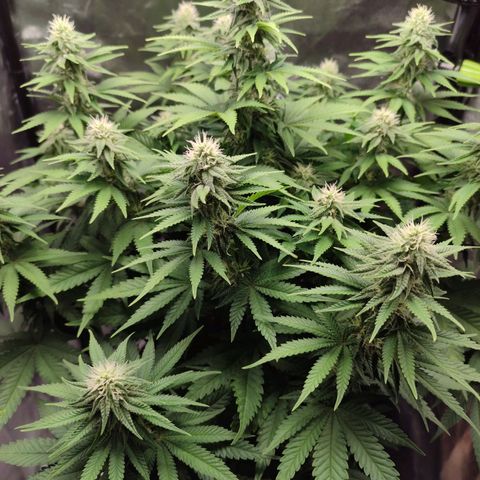 Mary Jane growlog timeline photo
