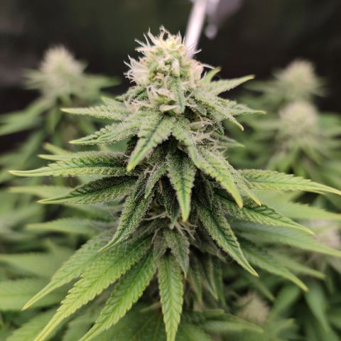 Mary Jane growlog timeline photo