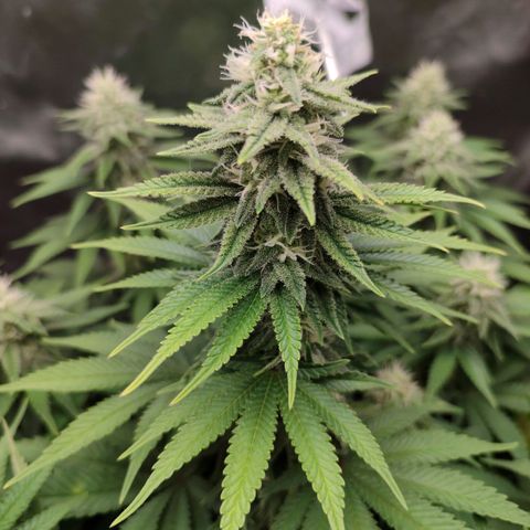 Mary Jane growlog timeline photo