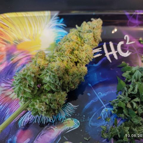 Mary Jane growlog timeline photo