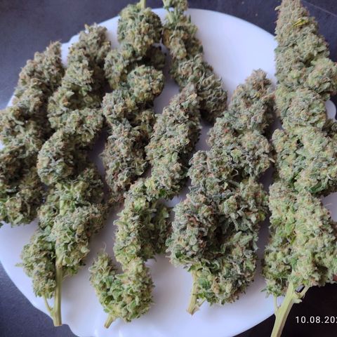 Mary Jane growlog timeline photo