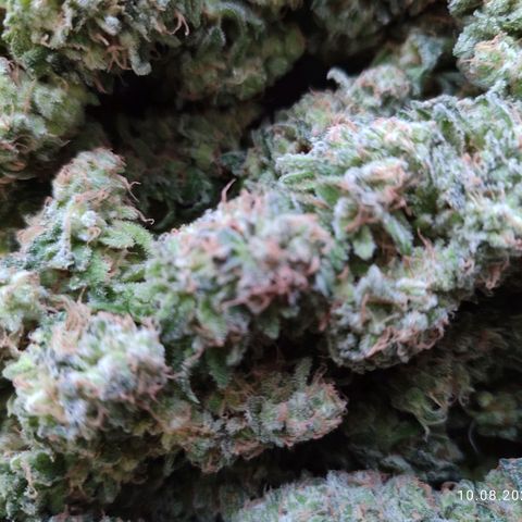 Mary Jane growlog timeline photo
