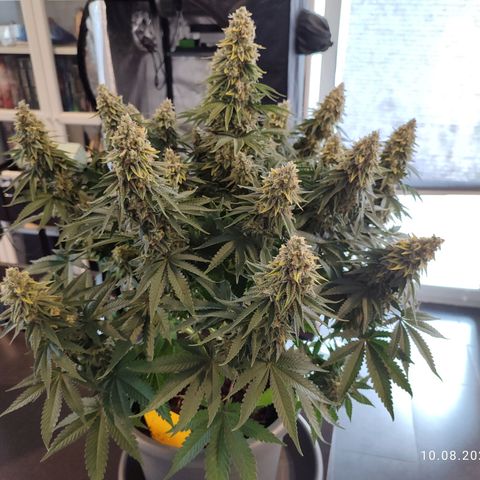 Mary Jane growlog timeline photo