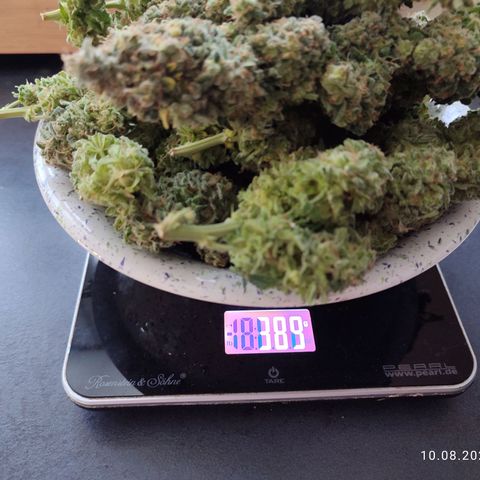 Mary Jane growlog timeline photo