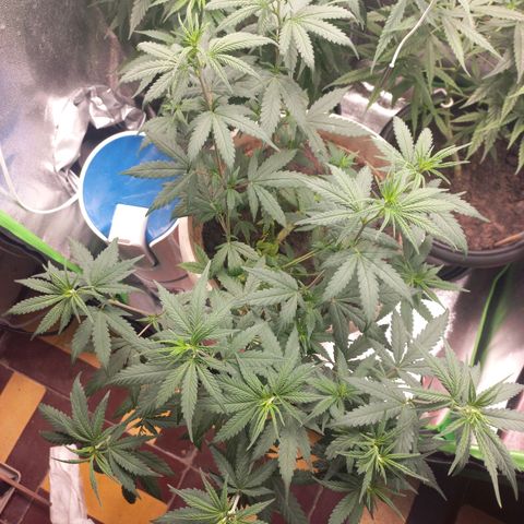 Sawyer growlog timeline photo