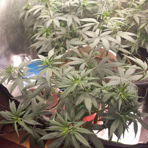Sawyer growlog timeline photo