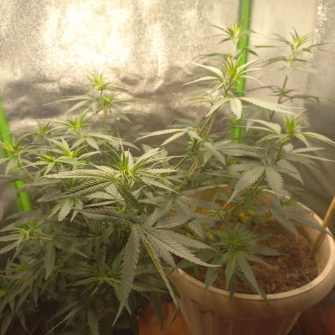 Sawyer growlog photo: Lollipoping