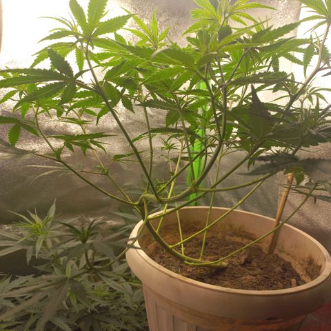 Sawyer growlog photo: Lollipoping