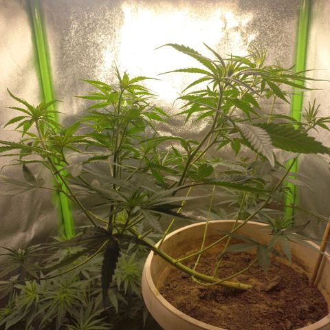 Sawyer growlog photo: Lollipoping