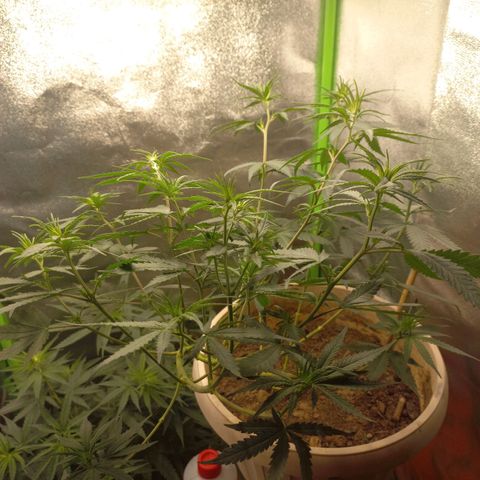 Sawyer growlog photo: Lollipoping