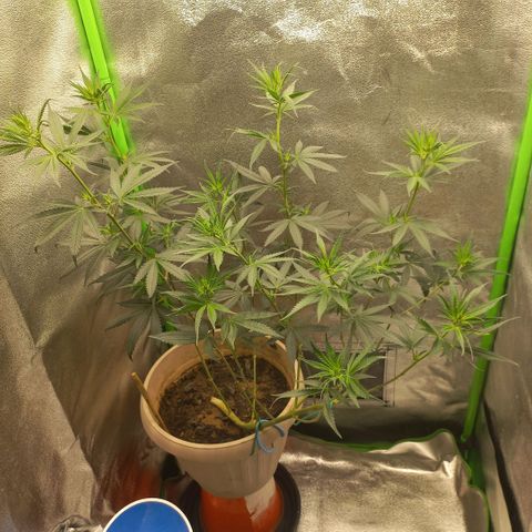 Sawyer growlog timeline photo