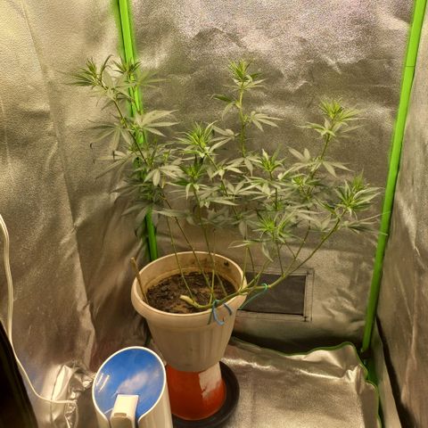 Sawyer growlog timeline photo