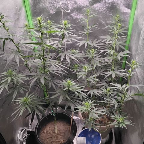 Sawyer growlog timeline photo